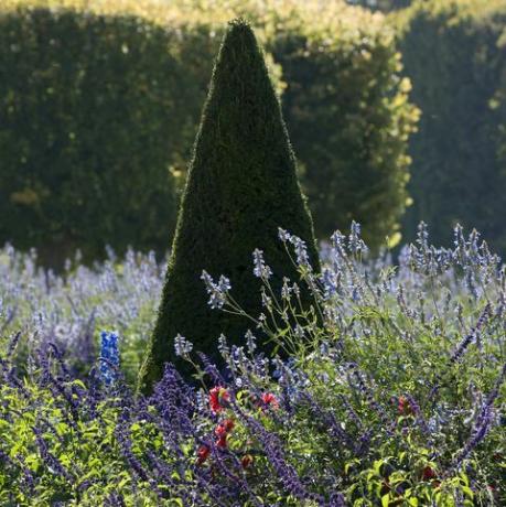 klippede konisk formede barlind taxus og lavendel lavandula, Frankrike