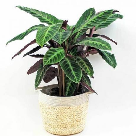 fløyel calathea