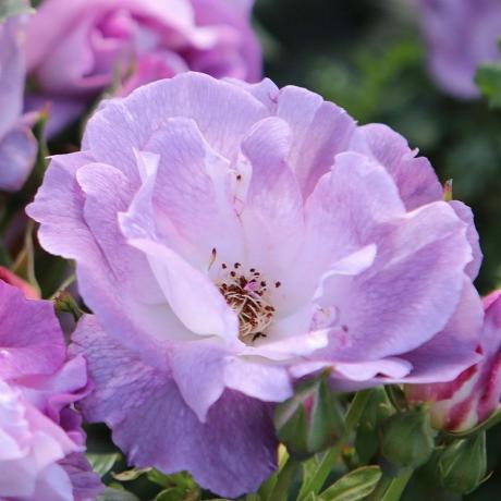 Roseblå for deg (floribunda)