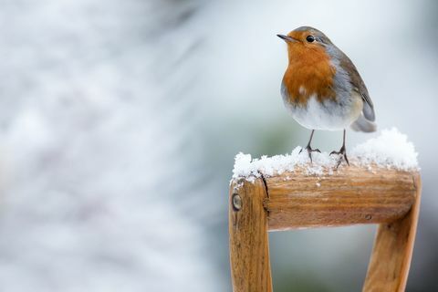 Robin i vintersnø - sitter på spadehåndtaket