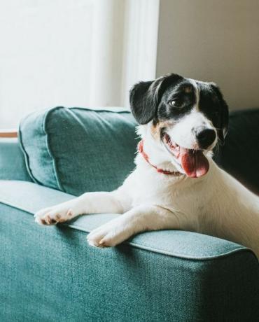 søt ung svart og hvit hund sitter på en komfortabel blå sofa foran et vindu han henger potene over stolarmen og ser bort fra kameraet tungen henger ut og han ser glad ut og innhold