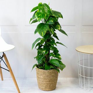 Golden Pothos Plant