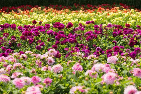 Dahlias på RHS Tatton Park Flower Show 2019