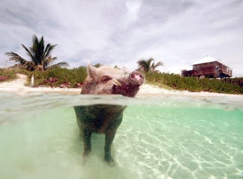 Svømming Bahama Pigs