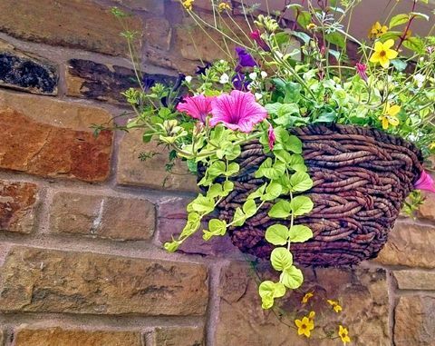 Petunias blomster i hengekurv ved steinmur