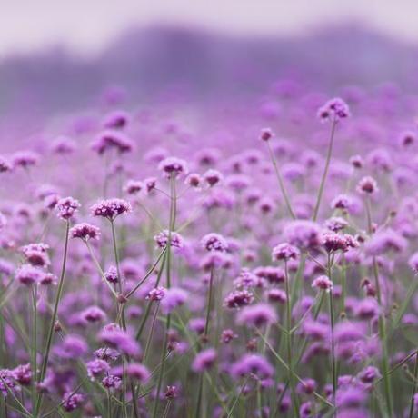 lilla farget vervain blomsterbed myk fokus skudd