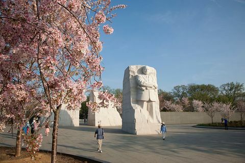 cherry blossom nasjonale kjøpesenter Martin Luther King Jr. Memorial