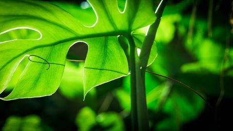 den grønne planeten david attenboroughs femdelte planteserie på bbc one