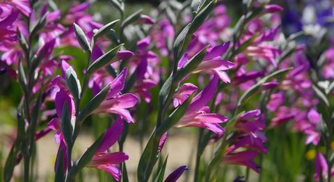 blomster pærer-gladioler