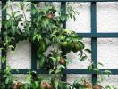 Beste frukttrær for små hager