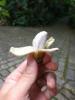 Musa Truly Tiny Banana Tree