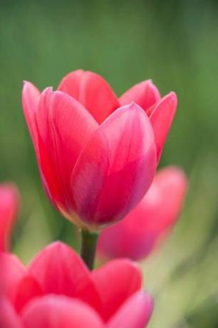 rhs garden, wisley, surrey nærbilde av tulipan tulipa kosmopolitisk rosa, vår, pære