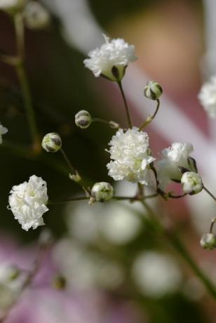 Blomster som blomstrer i juli