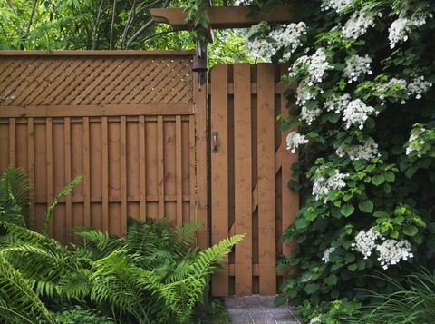 Asfaltert steinsti som fører til tregjerdsport med bregner (Pteridophyta) til venstre og klatring av hvite hortensia petiolaris blomster som vokser på siden