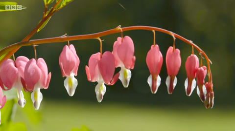 blødende hjerteplante som vokser i rachel de thames garden chelsea blomstervisning 2020 bbc