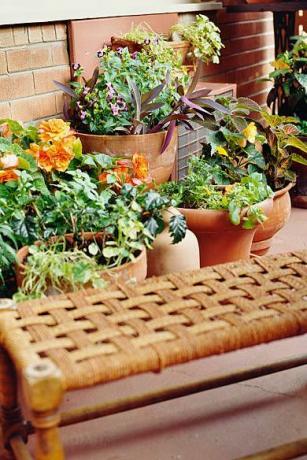 balkong med stueplanter