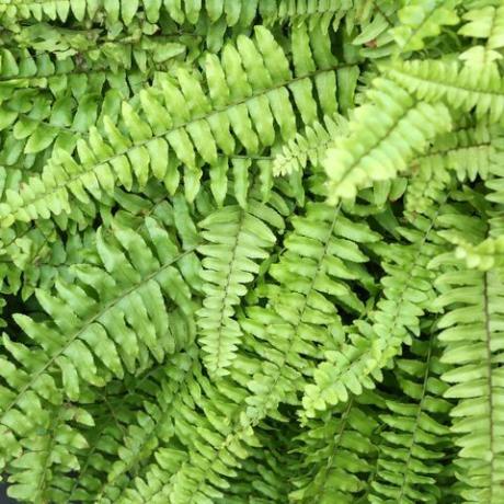 boston fern nephrolepis exaltata