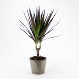 Liten Dragon Tree 'Magenta'