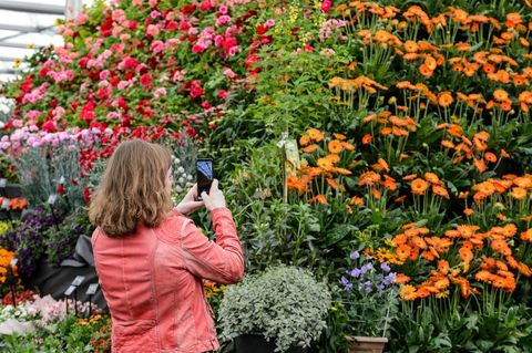 bbc gardeners world live 2019 floral marquee-deltaker fotograferer plantepyramiden