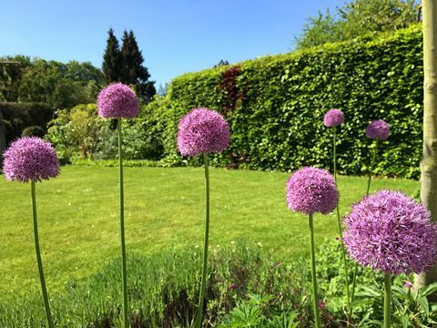 Rosa blomster og høy hekk som vokser i hjemlig hage