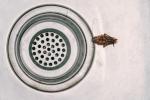 Slik holder du kakerlakker utenfor hjemmet ditt