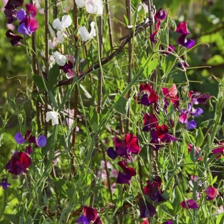 Sweet Peas on a Garden Frame