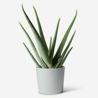 Aloe Vera plante