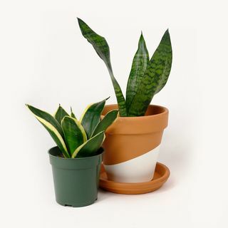 Slange/Sansevieria