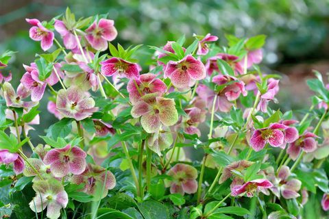 kantplanter, hagekantplanter, helleborus niger, også kalt julerose, vinterrose eller svart hellebore, er en eviggrønn, flerårig plante blomstrende plante i smørblomstfamilien ranunculaceae juleroseplante er giftig blomstene til fem kronblader kommer i forskjellige farger, bl.a. hvit, rød, rosa, lilla, grønn, gul og aprikos, og vises om vinteren, ofte til jul, i mildt klima og på sen vår i kaldere områder