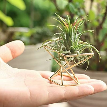 Geometrisk luftplanteholder