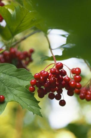 Guelder rose - europeisk tranebærbusk