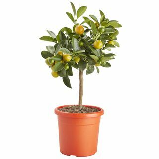 Sitrus i 14cm Orange Plastic Grow potte