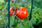 Aspirin forhindrer mishandling i tomatplanter