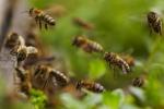 EU forbyr utendørs bruk av bie-skadelige plantevernmidler