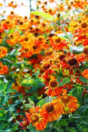 Anlegg, Gul, Blomst, Kronblad, Oransje, Botanikk, Blomstrende plante, Tusenfrydfamilien, Årlig plante, Wildflower, 