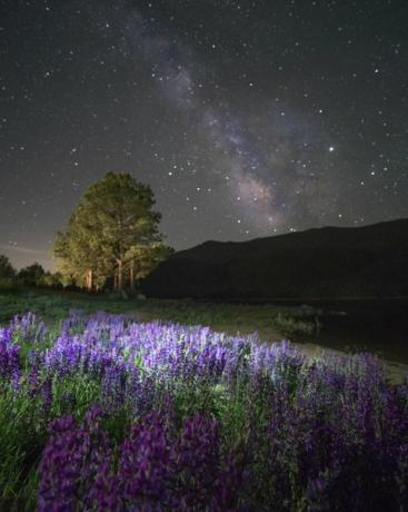 Lupine villblomster som blomstrer og Melkeveien blomstrer