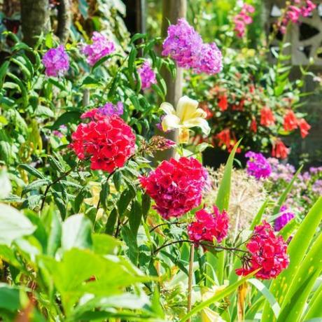 Vakker blomsterhage i hagen