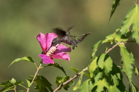 en kolibri flyr rundt en rose av sharonblomst som samler nektar eller pollen