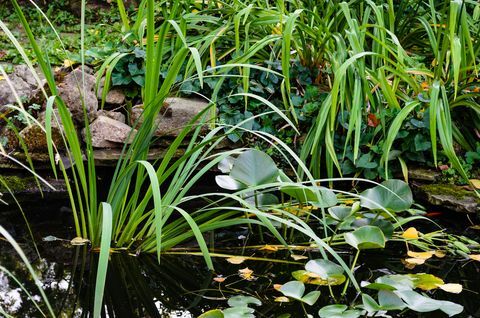 Engelsk stil bakgård fiskedam