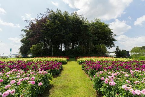 Dahlias på RHS Tatton Park Flower Show 2019