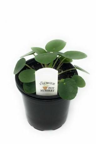 Pilea peperomioides, 4-tommers gryte