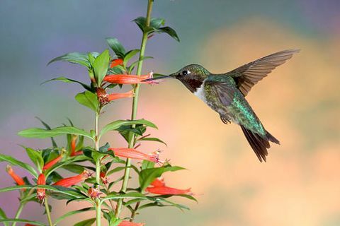 rubinstrupet kolibri archilochus colubris er en art av kolibri, som med alle kolibrier, denne arten tilhører familien trochilidae og er for øyeblikket inkludert i ordren apodiformes, dette lille dyret er den eneste arter av kolibri som regelmessig hekker øst for Mississippi-elven i nord Amerika