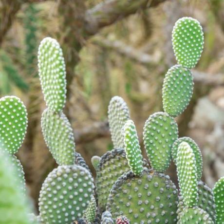 opuntia microdasys albida kaktus i en kaktushage, også kalt englevinger, kaninørkaktus, kaninkaktus eller prikkakaktus