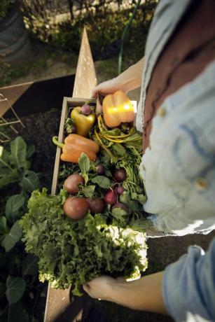 Tak i bakken, av, kvinne, bærende, nyhøstede, grønnsaker, inn, kasse, ved, organisk, farm