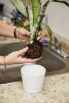 Hvordan re-potte en plante - den beste måten å potte en plante på