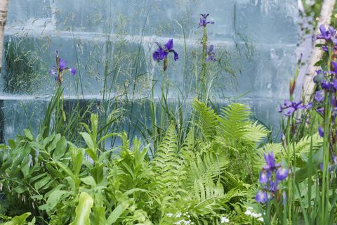 chelsea flower show 2022 the plantman's ice garden designet av john warland sanctuary garden