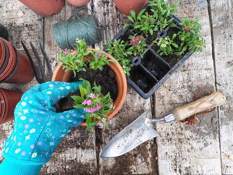 Å plante blomster i plantepotter utenfor