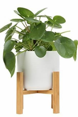 Pilea Peperomioides i potten