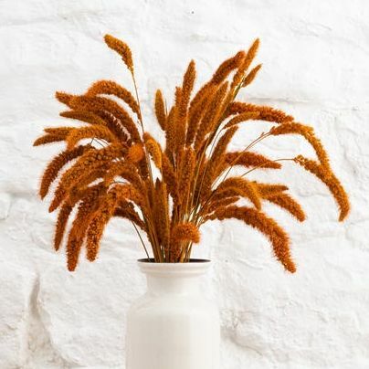 Tørket 55 cm oransje Setaria Macrostachia Bunt