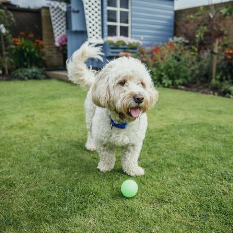 en kakapohund leker med en ball i hagen